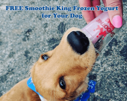 Free Smoothie King Frozen Yogurt for Your Dog (Today)