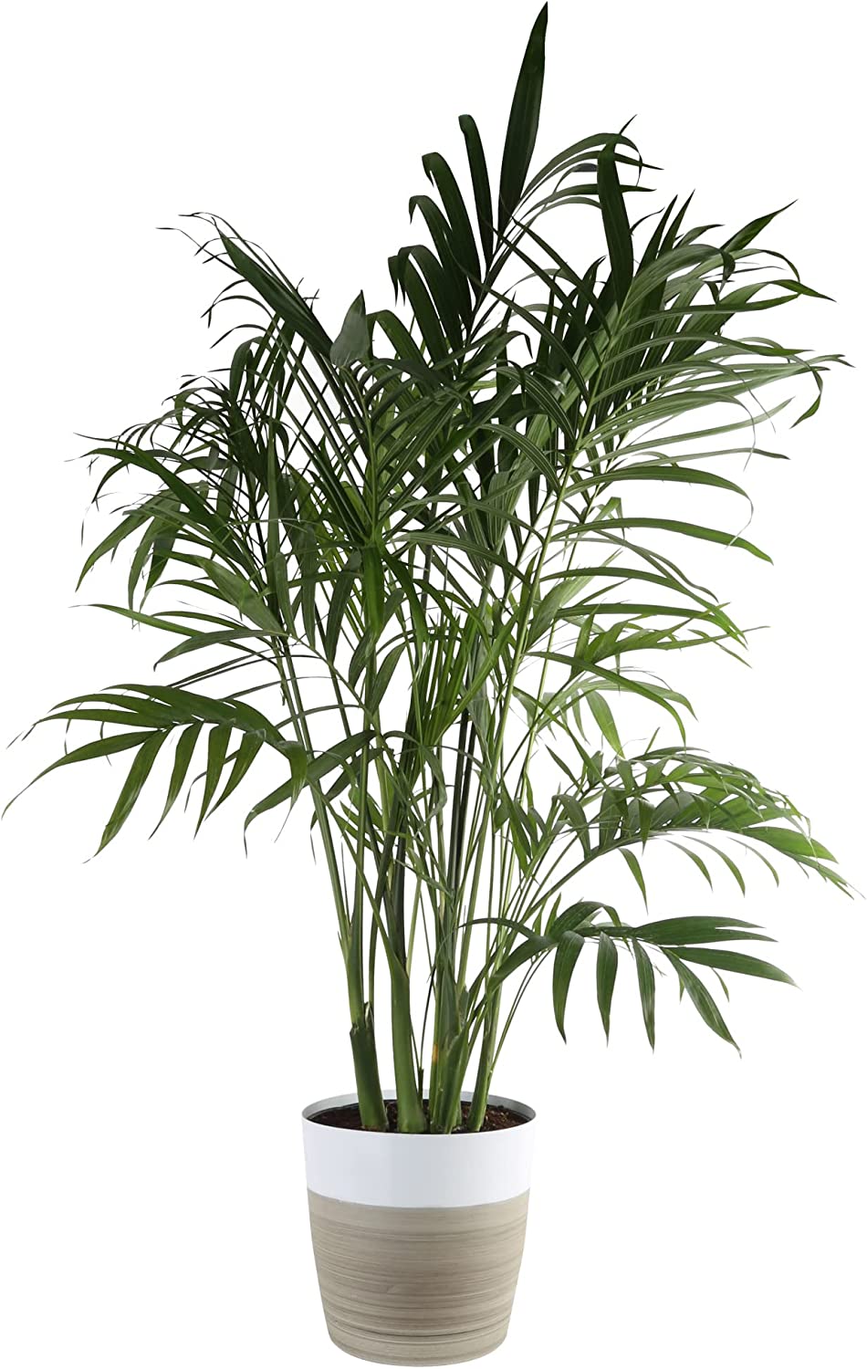Cat Cataractarum Indoor Palm Tree