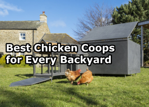Best Chicken Coops for Every Backyard