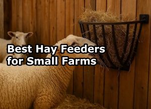 Best Hay Feeders for Small Farms