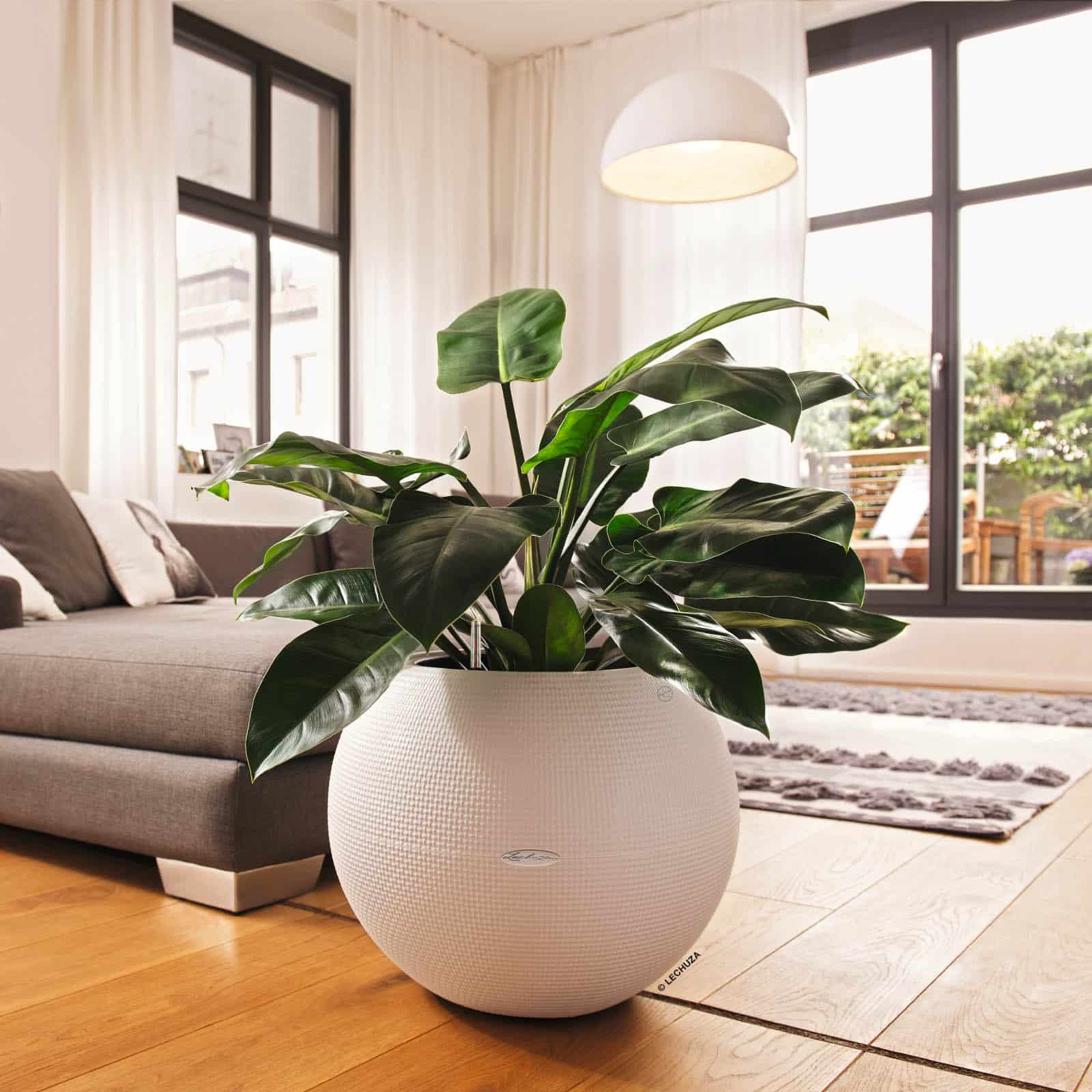 Lechuza Puro Color Planter