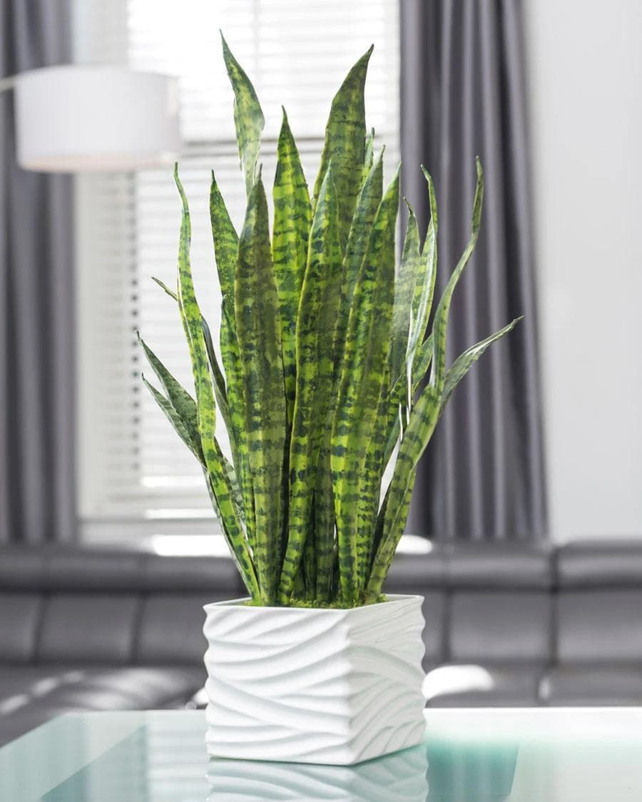 Petals Sansevieria (Snake Plant)