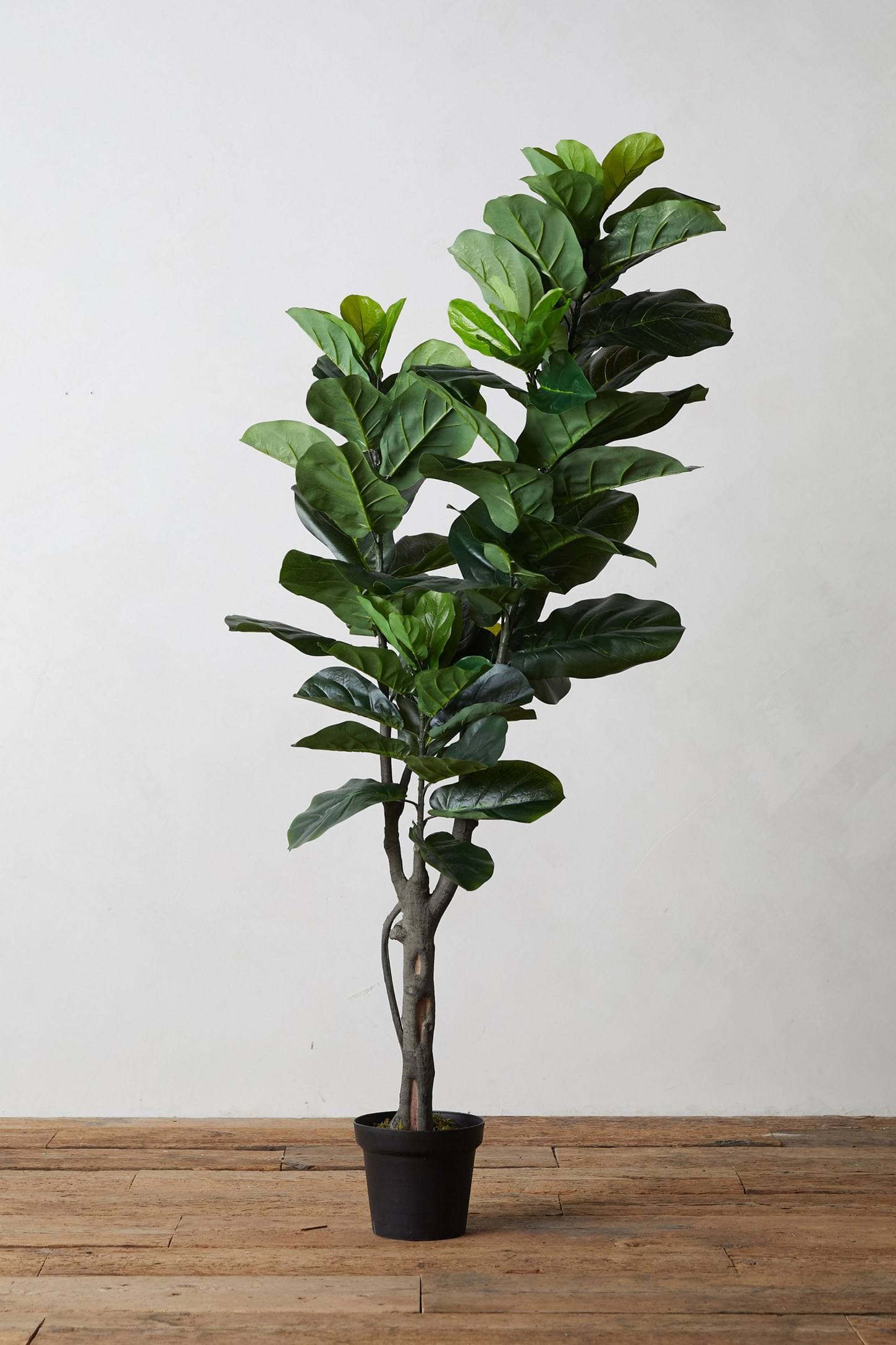 Terrain Faux Fiddle Leaf Fig Tree