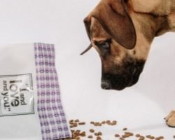 Instantly Win A Bag Of Dog Treats Or A $5 Off Coupon
