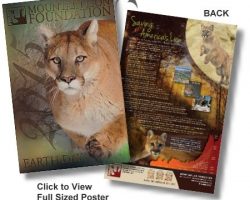 Free Mountain Lion Poster